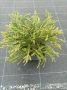 Cryptomeria japonica (Криптомерия / Японски кедър), снимка 1