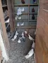 продавам гълъби, снимка 5