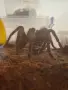 Продавам мъжка Theraphosa blondi, снимка 1