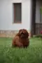 Той пудел Toy poodle, снимка 4