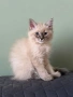 Невска маскарадна котка , снимка 4