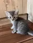 Шотландски клепоухи правоухи котета британски котки, снимка 8