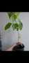 Абутилон, Abutilon Victorian Lady, снимка 4
