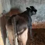 Телета мъжки на, снимка 7