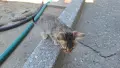 Подарявам котенца, снимка 13