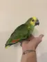 Ръчно хранена Синьочела Амазона, снимка 3