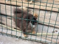 Мъжки Померан на 6мес Ваксиниран, снимка 4