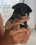 Чихуахуа. Chihuahua , снимка 3