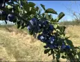 Сини сливи за ракия гп.София, снимка 3