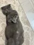 Шотландски клепоухи, снимка 5