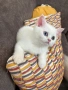 Британски късокосмести котенца, снимка 4