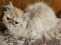 Персийски котенца , снимка 4