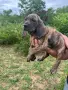 Свободни кученца Плотхаунд, снимка 10