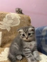 Британско коте таби, снимка 5