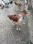 Кокошки голошийки, снимка 1