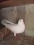продавам гълъби, снимка 1