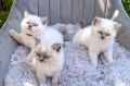 Британски колорпойнт котета, снимка 2