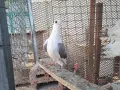 Продаам Гълъби руски кабаци, снимка 6