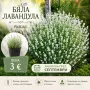 Разсад лавандула , снимка 4