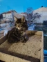 Уникални котенца Мейн кун , снимка 2