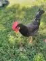 Петли Петел Черен Легхорн Leghorn, снимка 7