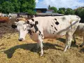 Продавам крави, юници и телета, снимка 2