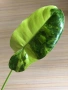 Philodendron Burle Marx Variegata , снимка 1