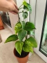 Листа двуцветни тропическа екзотика (Epipremnum aureum), снимка 3