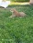 Женско кутре Алабай , снимка 4