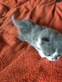 ангорски котки, снимка 7