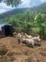 Продавам млечни кози с ярета, с. Ночево, снимка 5