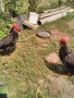 Петли Петел Черен Легхорн Leghorn, снимка 3