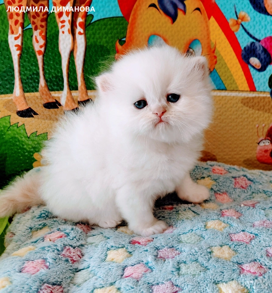 Персийско колорпойнт мъжко със сини очи , снимка 1