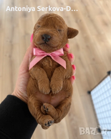 Poodle toy/Пудел Той