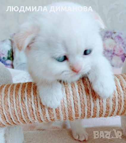 шотландски мъжки със сини очи. , снимка 2 - Британска късокосместа - 54248473