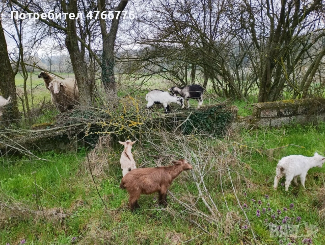 продавам 6 броя ярета на два месеца, снимка 5 - Кози - 54293716