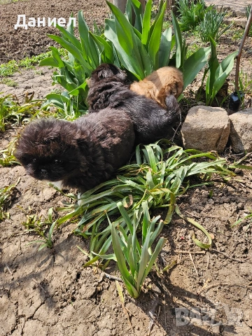 пекинези, снимка 15 - Пекинез - 53982097