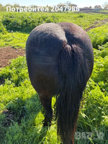 Кобила кон коне, снимка 12 - Коне - 54317054