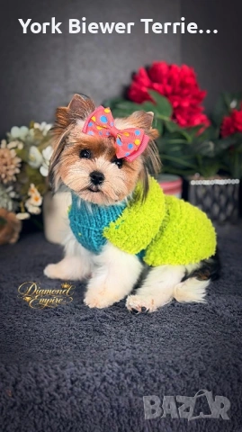 Йорк, миниатюрна кукличка 1,5 кг! Доставка до всеки град!