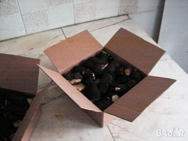 Корени Брей Tamus communis, снимка 4 - Други - 54184989