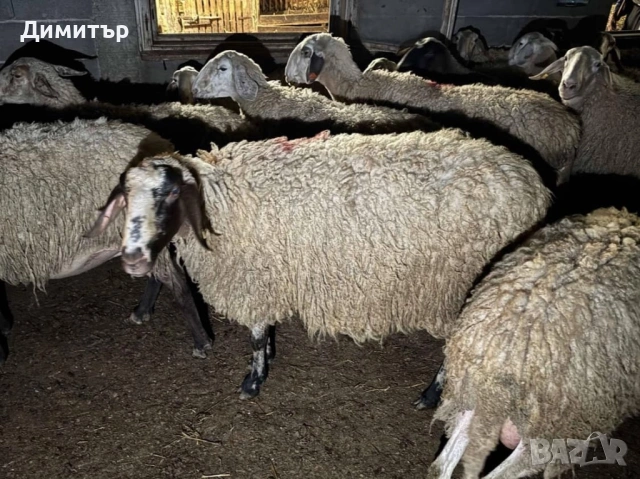 Продавам дебели ялови овце, снимка 4 - Овце - 54598416
