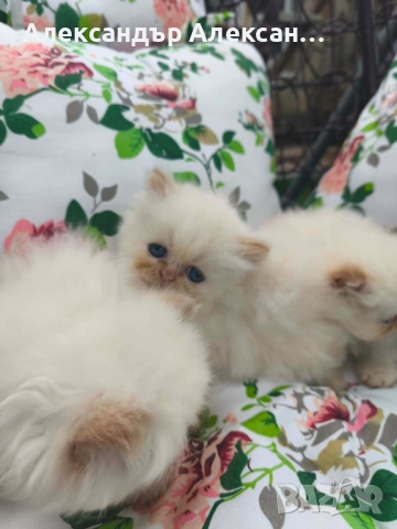 Персийски котенца Крем Пойнт (Хималайски), снимка 6 - Персийска - 54891125