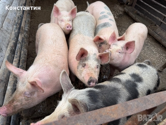 Трупно пърлено от домашни прасета, снимка 3 - Прасета - 54023138