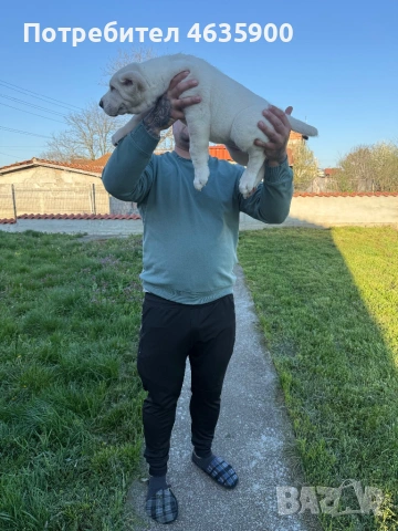 Момиче на 50 дни , снимка 5 - Алабай - 54113727