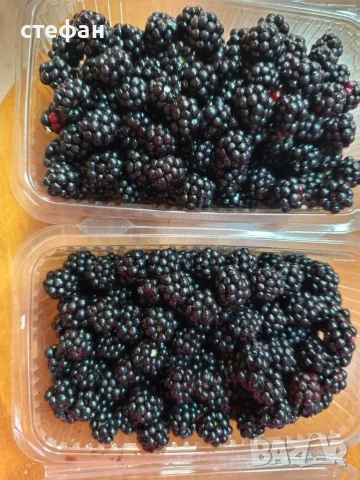 Продавам горски къпини