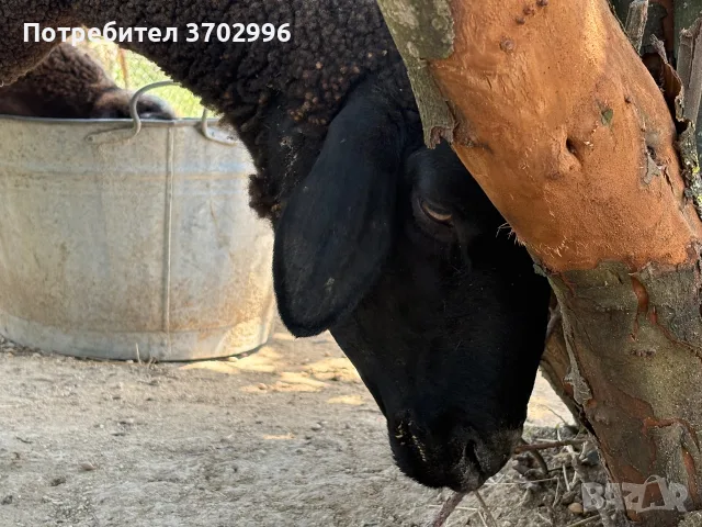 Продавам 5 овце варна, снимка 10 - Овце - 55593368