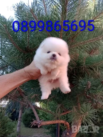 Мъжки и женски Померани. Изпращам клипове!, снимка 12 - Померан - 55555328