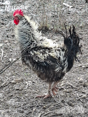 Петел къдрава порода за разплод, снимка 4 - други­ - 54128247