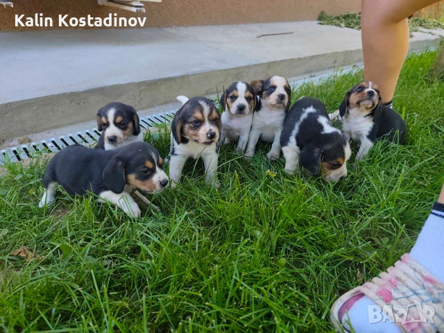 Продава кученца "Бигъл"., снимка 4 - Бигъл - 54968875