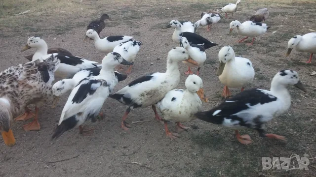 Патици френски Дюклер , снимка 5 - Патици и гъски - 55534786